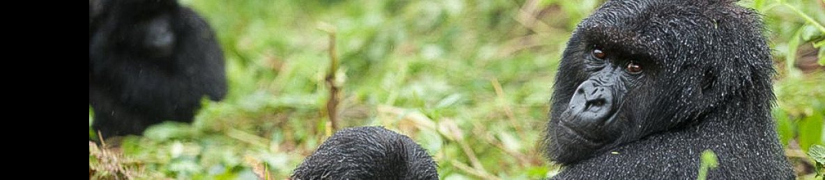 2-Day Rwanda Gorilla & Golden Monkey Trekking Safari