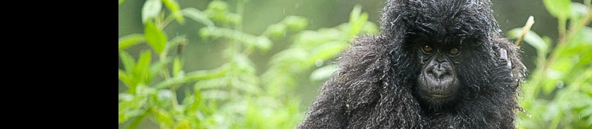6-Day Rwanda Primates and Lakes Tour