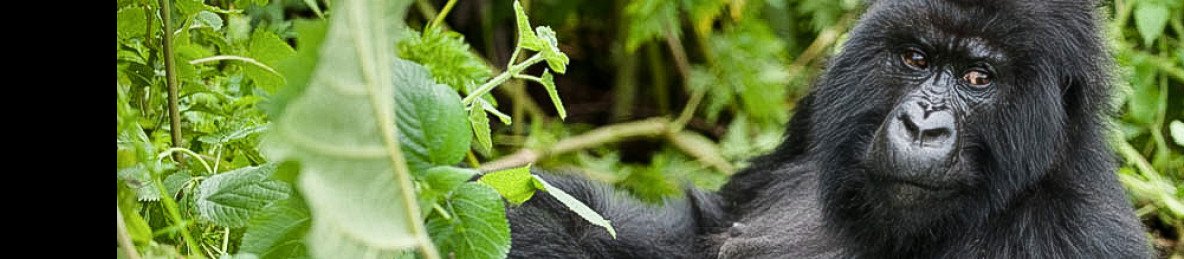 1-Day Rwanda Mountain Gorillas Tour