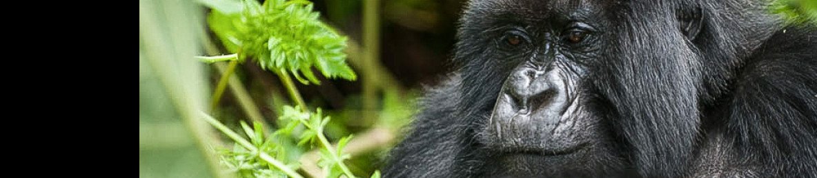 1-Day Volcanoes Gorilla Tour