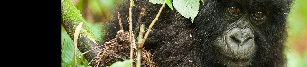 10-Day Rwanda- Cradle of Primates, Mountain Gorillas Home