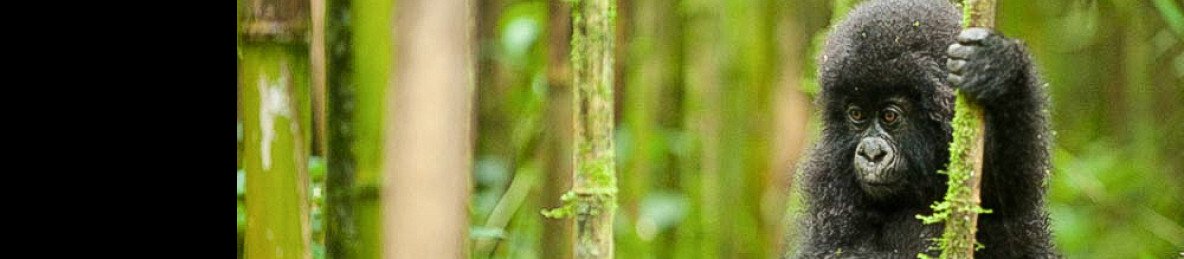 4-Day Rwanda Gorilla & Golden Monkey Trekking Tour