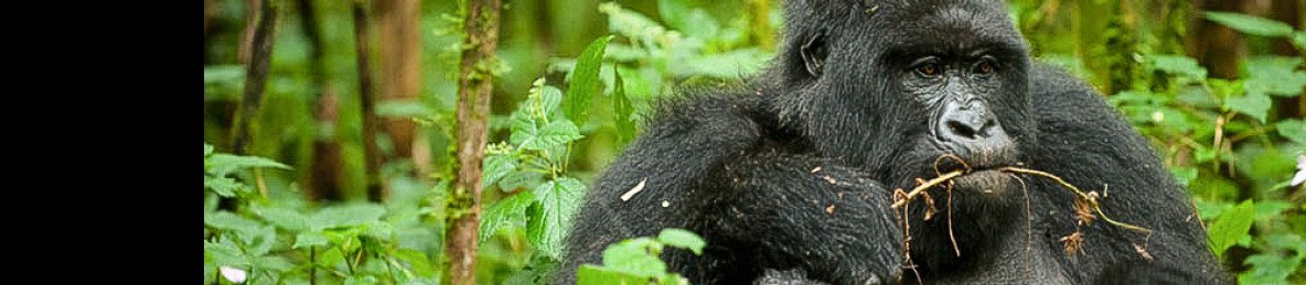 10-Day Rwanda Adventure of Gorilla, Chimpanzee, Lake Kivu