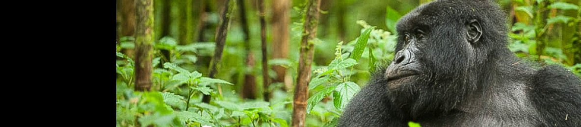 1-Day Mountain Gorilla Trek at Volcanoes National Park