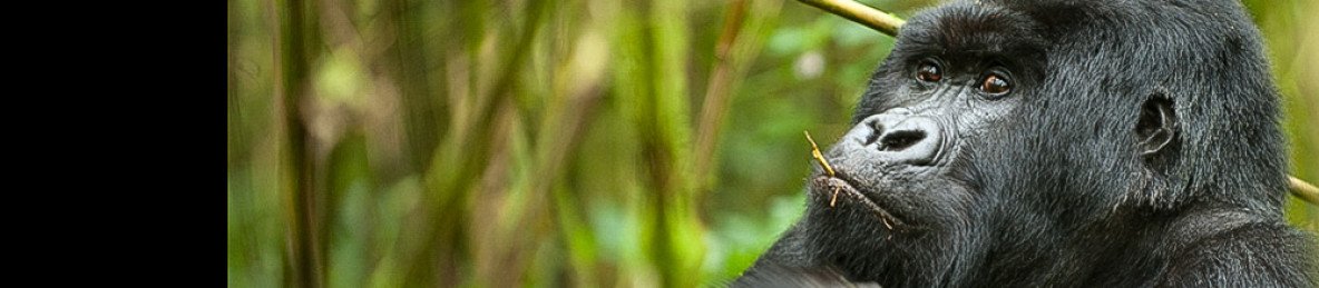 1-Day Gorilla Trekking Tour in Rwanda from Kigali
