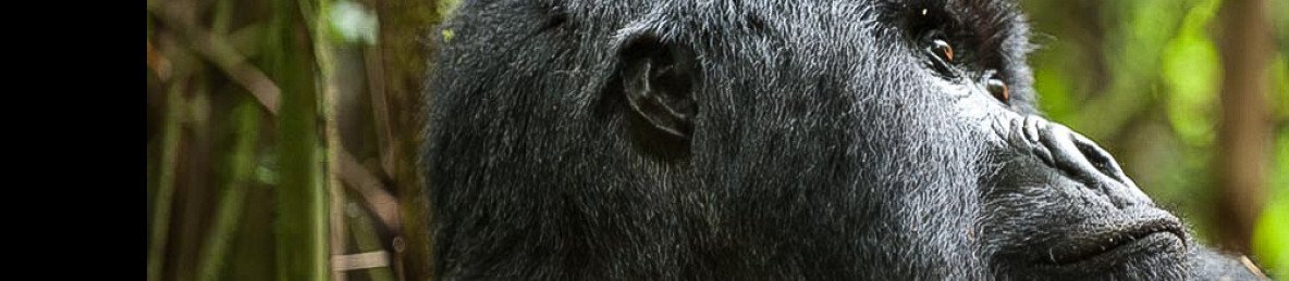 2-Day Rwanda Gorilla and Golden Monkey Trekking