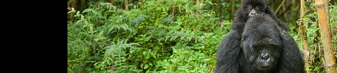 1-Day Gorilla Tracking in Volcanoes National Park Rwanda