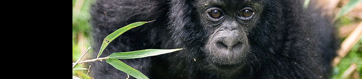 4-Day Rwanda Gorilla Trekking & Golden Monkey