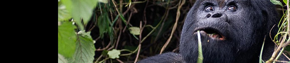 4-Day Bwindi Impenetrable NP, L Bunyonyi & Volcanoes NP