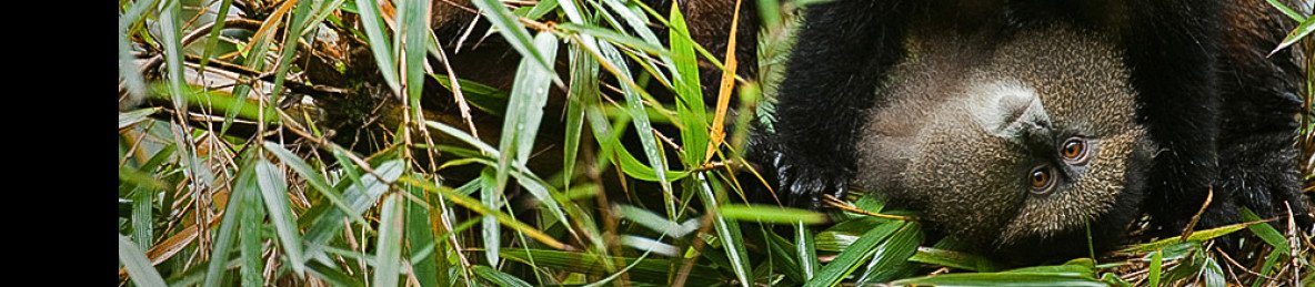 1-Day Rwanda Golden Monkey Trekking Volcanoes NP Trip