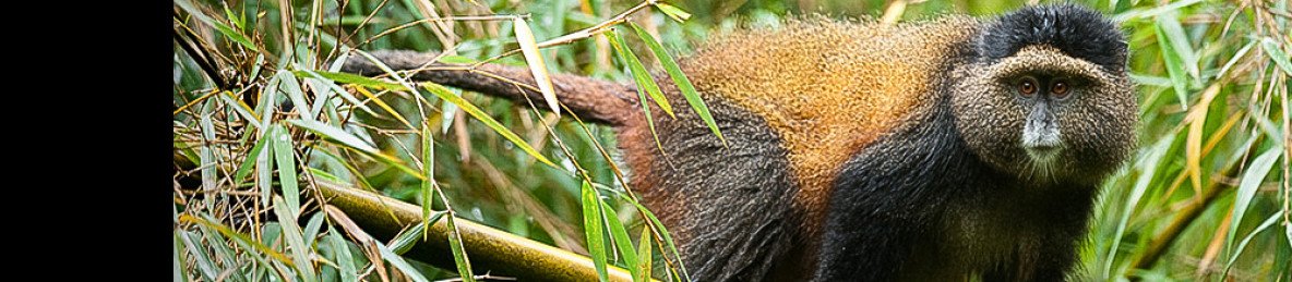 4-Day Rwanda-Uganda Primates and Lake Bunyonyi Safari
