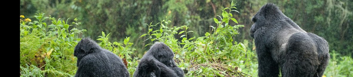 10-Day Best of Rwanda-Uganda Safari