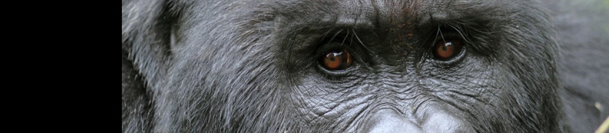 3-Day Gorilla Trekking and Akagera Safari-Boat Cruise