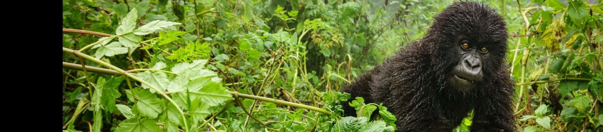 3-Day Rwanda City Tour & Mountain Gorilla Experience