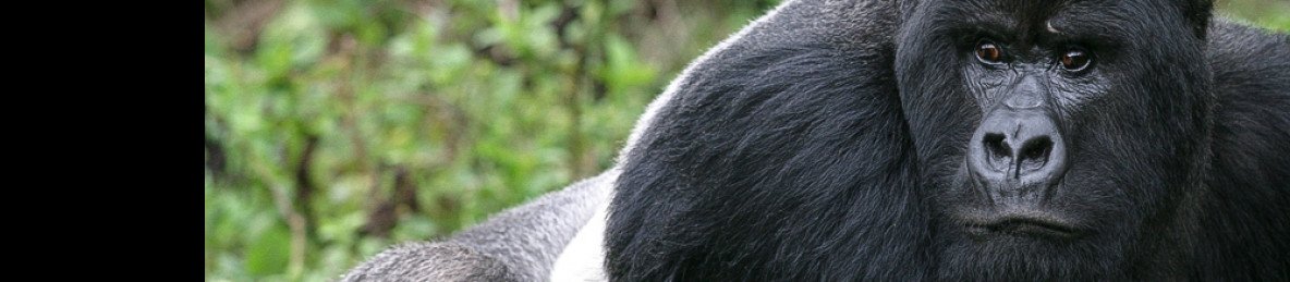 4-Day Rwanda Gorillas & Golden Monkeys Trekking Tour
