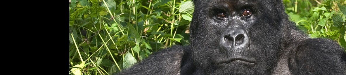 4-Day Rwanda & Uganda Budget Tour
