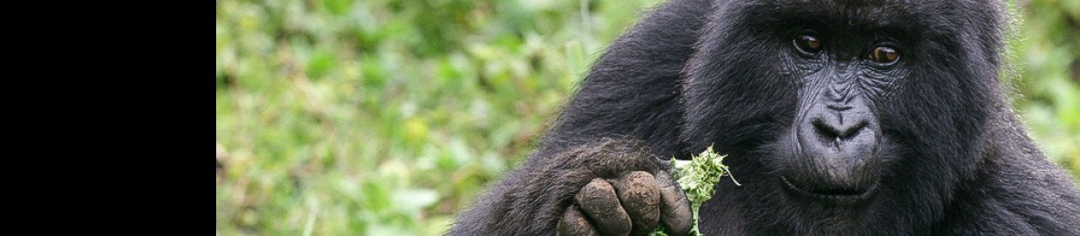 4-Day Rwanda Gorilla & Golden Monkey Treks | City Tour