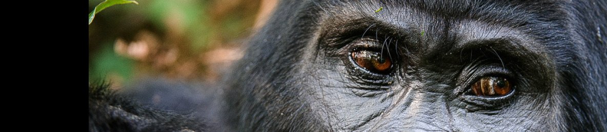 1-Day Rwanda Gorilla Trekking Tour from Kigali