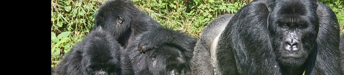 4-Day Rwanda Uganda Golden Monkey &Gorilla Tracking Trip