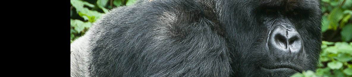 3-Day Rwanda Gorilla Trekking Adventure