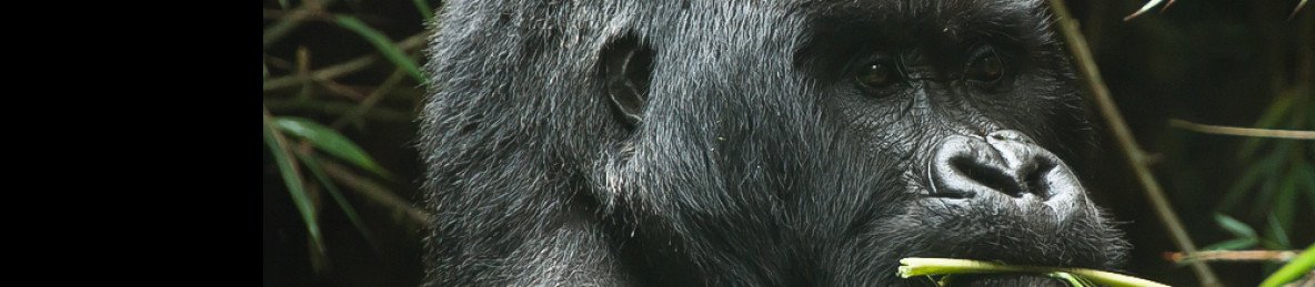 5-Day Gorilla Tracking and Canopy Experience in Rwanda