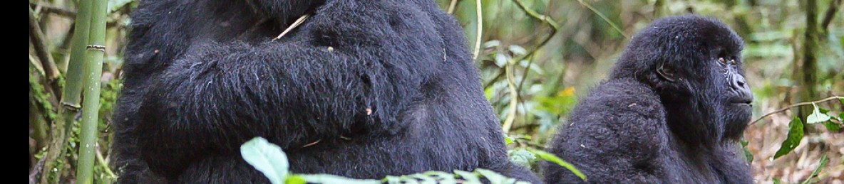 4-Day Luxury Bisate Lodge - Mountain Gorilla Tour