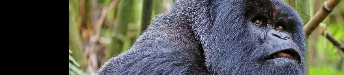 8-Day Rwanda Gorillas, Chimps and Wildlife Safari Tour