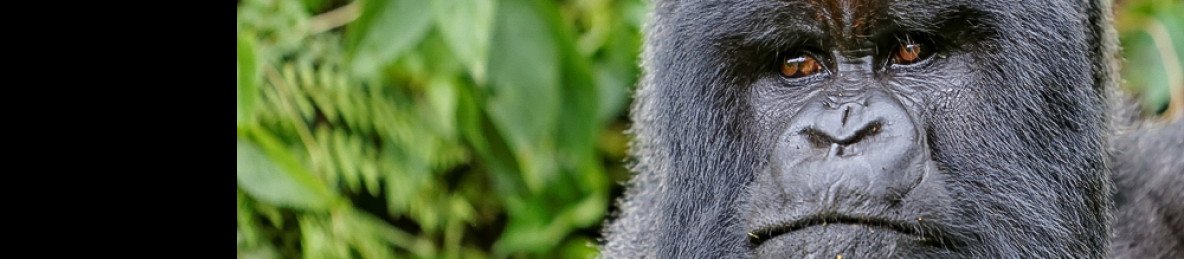 4-Day Rwanda Gorilla & Culture Tour
