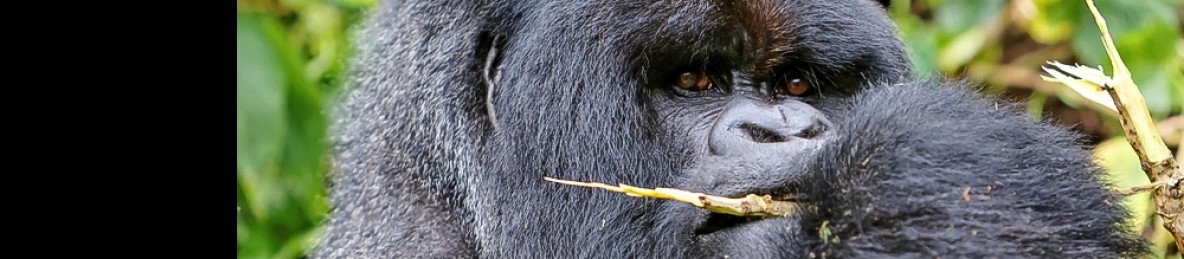 3-Day Rwanda Gorilla Trekking and Gorilla Guardians Tour