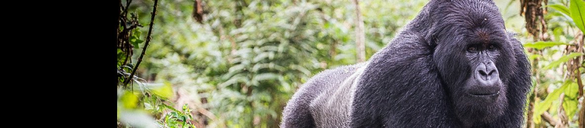 3-Day Rwanda Gorilla Trekking Safari
