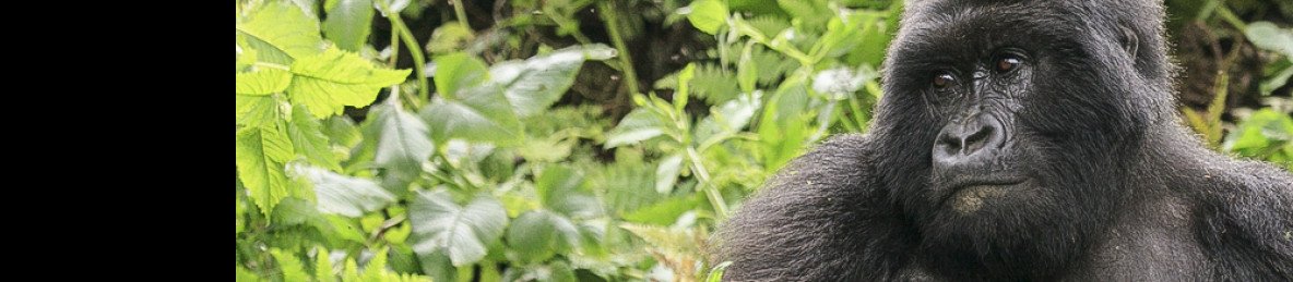 4-Day Volcanoes NP Gorillas & Golden Monkey Tracking