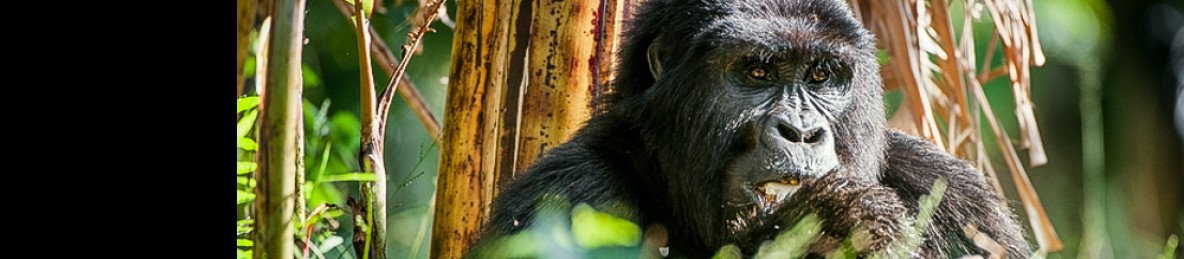 4-Day Gorilla and Golden Monkey Trek