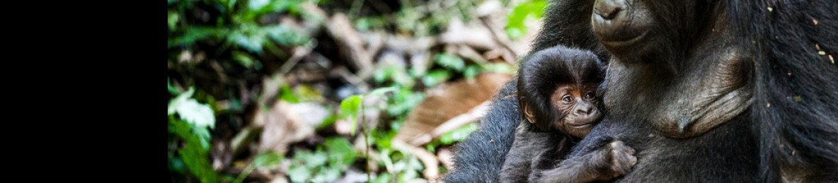 8-Day Rwanda Primate & Wildlife Safari Journey Wild