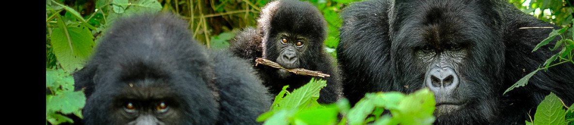 3-Day Volcanoes Gorilla & Golden Monkeys Adventure