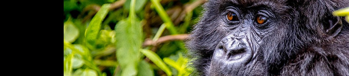 1-Day Mountain Gorilla Trek in Rwanda