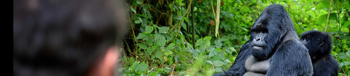 11-Day Rwanda Primates Safari in Volcanoes, Nyungwe &Kivu