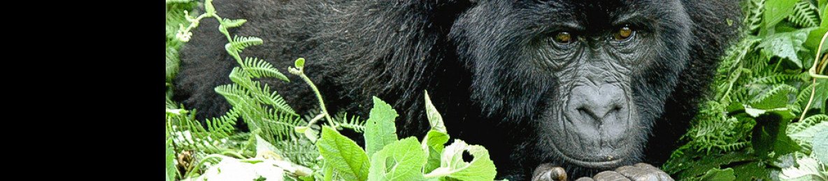 3-Day Gorilla Trek in Bwindi and L Bunyonyi Holiday Tour