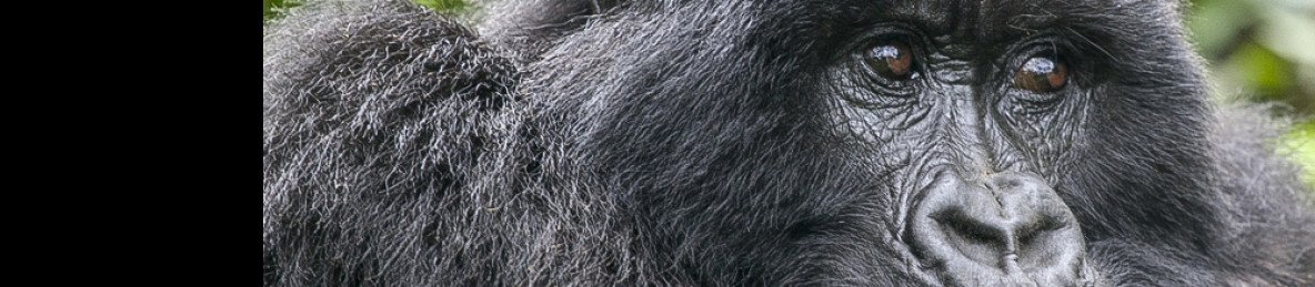 7-Day Rwanda Mountain Gorilla Adventure & Primate Safari