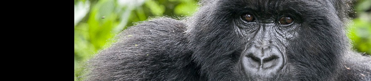 1-Day Rwanda Gorilla Trekking Adventure