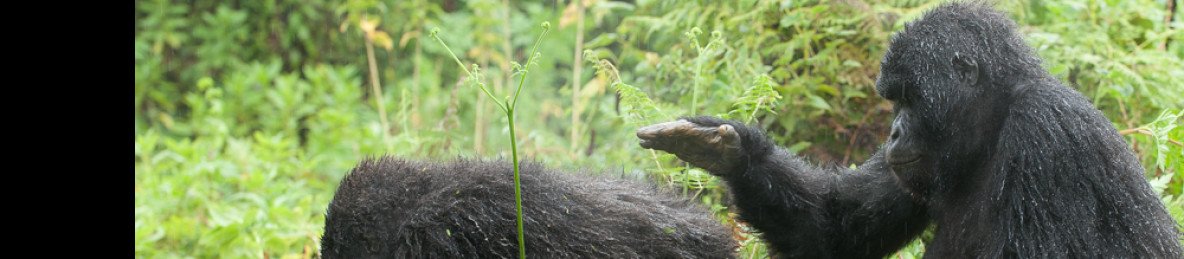 1-Day Rwanda Gorilla Trek Tour from Kigali City