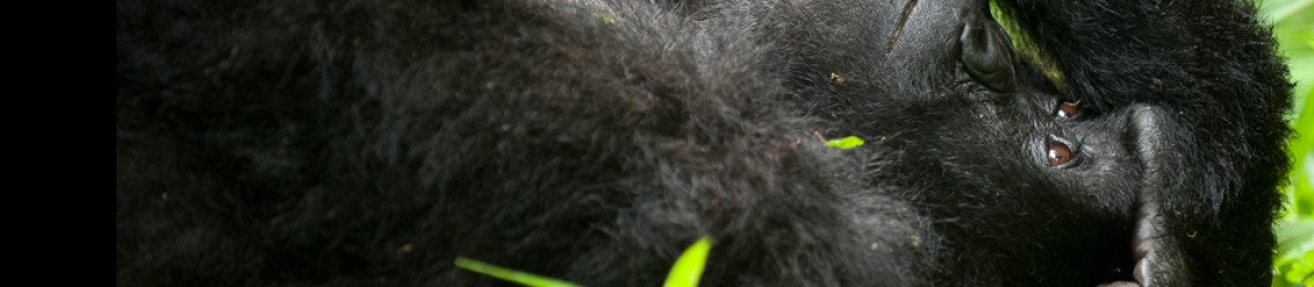 3-Day Uganda Gorilla & Wildlife Safari via Rwanda