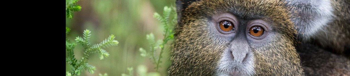 5-Day Rwanda Gorillas and Golden Monkey Trekking Safari