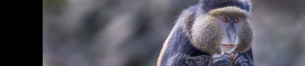14-Day Primate Experience and 3 Upland Lakes Hike