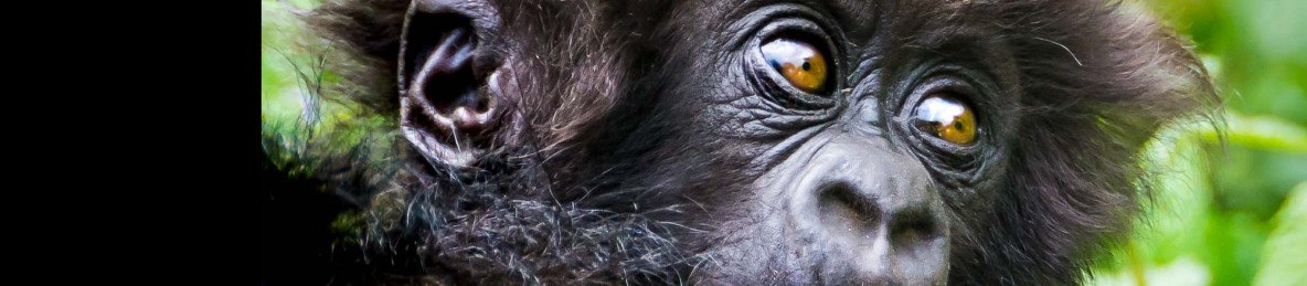 3-Day Rwanda Gorillas & Golden Monkey Trekking Volcanoes