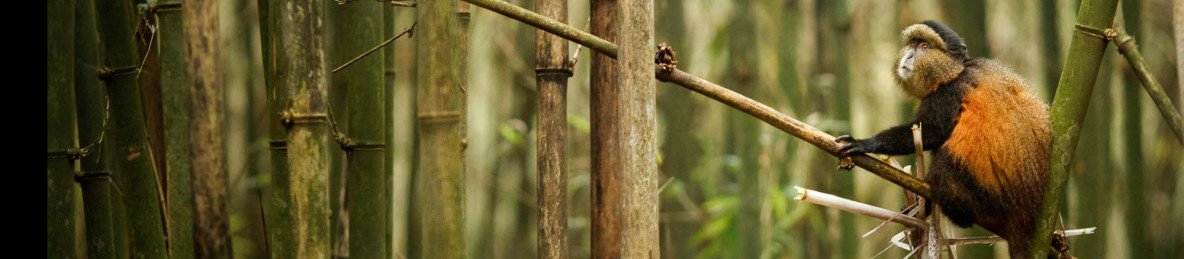 4-Day Bisoke Hike and Rwanda Golden Monkey Trek
