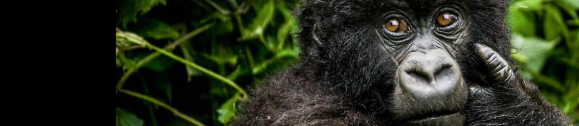 14-Day Best of Uganda & Rwanda Primates, Wildlife Journey