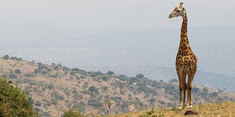 Akagera Park Inn