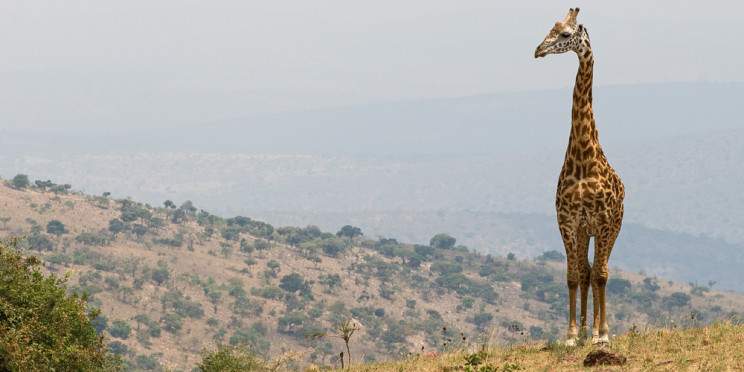 2-Day Akagera National Park Wildife Tour