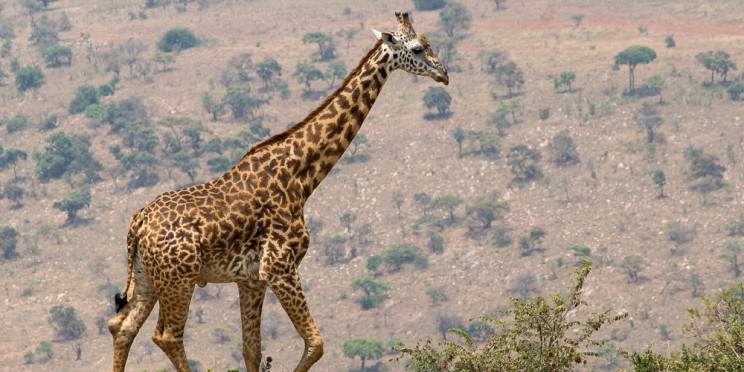 2-Day Explore Akagera Safari