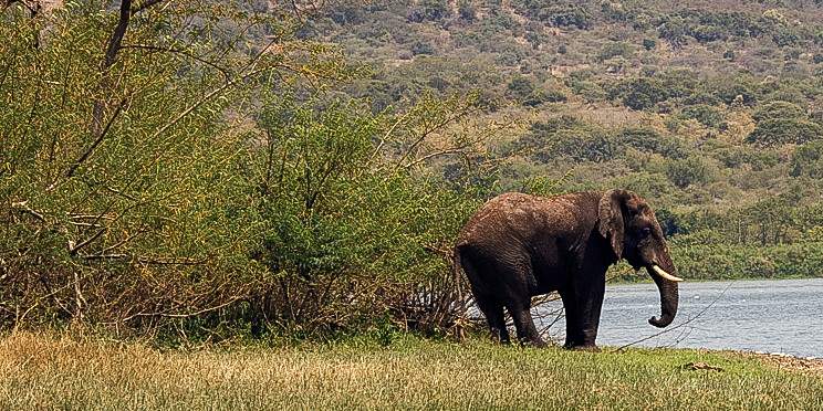 6-Day Nyungwe Chimps and Akagera Wildlife Safari